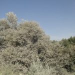 oneciscenje prasinom